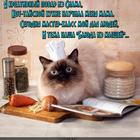 https://lolkot.ru/2018/02/24/kot-tayskiy-povar/