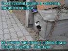 https://lolkot.ru/2012/08/17/kot-uchyonyy-2/