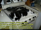 https://lolkot.ru/2011/03/18/kota-silno-lyubili/