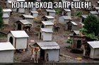 https://lolkot.ru/2011/04/17/kotam-vhod-zapreschyon/