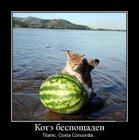 https://lolkot.ru/2012/01/27/kote-besposchaden/