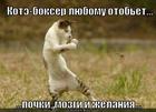 https://lolkot.ru/2012/08/26/kote-bokser/
