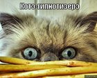https://lolkot.ru/2010/04/06/kote-gipnotizere/