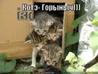 https://lolkot.ru/2010/10/11/kote-gorynych/