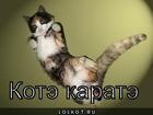 https://lolkot.ru/2010/10/13/kote-karate/