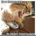 https://lolkot.ru/2011/04/28/kote-maharadzhi/