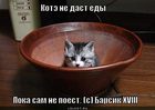https://lolkot.ru/2011/12/09/kote-ne-dast-yedy/