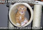 https://lolkot.ru/2010/09/15/kote-nyuton/