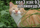 https://lolkot.ru/2011/01/19/kote-planokure/