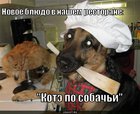 https://lolkot.ru/2010/08/24/kote-po-sobachi/