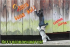 https://lolkot.ru/2012/01/06/kote-razvlekayutsya/