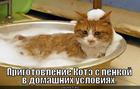 https://lolkot.ru/2012/10/09/kote-s-penkoy/