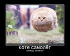 https://lolkot.ru/2011/06/16/kote-samolet/