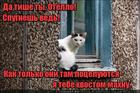 https://lolkot.ru/2016/01/18/kotektiv/