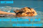 https://lolkot.ru/2011/11/05/kotemoy/