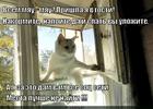 https://lolkot.ru/2015/06/22/koteyka/