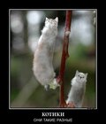 https://lolkot.ru/2012/02/17/kotiki/