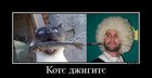 https://lolkot.ru/2012/02/08/kotje-dzhigitje/