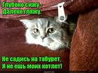 https://lolkot.ru/2017/05/29/kotletnyy-nablyudatel/