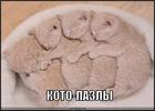 https://lolkot.ru/2010/06/17/koto-pazly/
