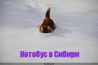 https://lolkot.ru/2011/09/18/kotobus-v-sibiri/
