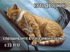 https://lolkot.ru/2012/11/05/kotodvornik/