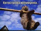 https://lolkot.ru/2012/08/05/kotostrofa/