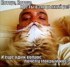 https://lolkot.ru/2012/11/02/kotous/