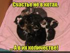 https://lolkot.ru/2016/04/09/kotov-malo-ne-byvayet-s/
