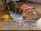 https://lolkot.ru/2014/03/21/kotsmicheskiye-sozdaniya/
