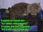 https://lolkot.ru/2016/08/14/kotstradamus/
