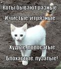 https://lolkot.ru/2013/11/06/koty-byvayut-raznyye-2/