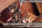https://lolkot.ru/2010/07/19/koty-koroyedy/