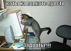 https://lolkot.ru/2013/09/10/koty-na-lolkote/
