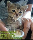 https://lolkot.ru/2011/03/16/kotyonok/