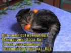 https://lolkot.ru/2015/05/25/kotyurmort/