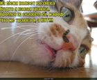 https://lolkot.ru/2010/10/06/kozyavka/