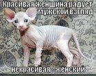 https://lolkot.ru/2012/03/26/krasivaya-zhenschina/