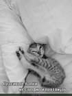 https://lolkot.ru/2011/03/30/krasivyye-lapki/