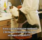 https://lolkot.ru/2010/10/31/krasnenkiye-gribochki/