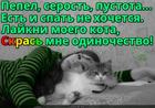 https://lolkot.ru/2025/05/08/krasochnyy-layk/