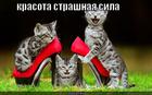 https://lolkot.ru/2013/07/28/krasota-strashnaya-sila-3/