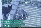 https://lolkot.ru/2011/02/10/kray-rodnoy/