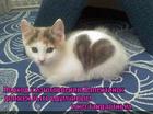 https://lolkot.ru/2015/04/10/kreativ/