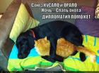 https://lolkot.ru/2015/06/21/krepites/