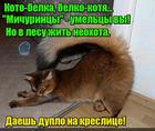 https://lolkot.ru/2016/04/21/kreslyanaya-kotobelka/