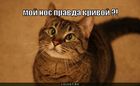 https://lolkot.ru/2011/01/27/krivoy-nos/