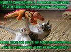 https://lolkot.ru/2013/04/25/krokodilovy-slyozy/