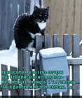 https://lolkot.ru/2012/02/16/kroshka-moya/
