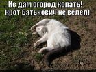 https://lolkot.ru/2011/02/24/krot-batkovich/